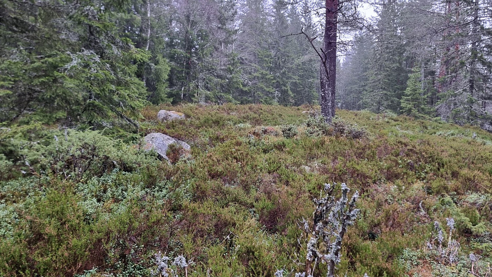 Det ble å finne frem i skogen mot toppen