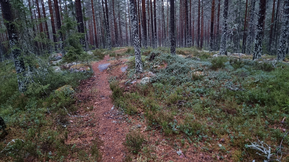 Her et sted var høyeste punkt. Stien gikk videre til utkikkspunktet, men det droppet jeg.