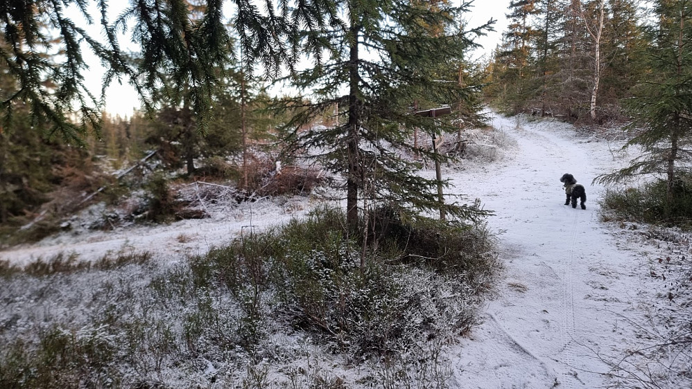 Det gikk lett i motbakkene for bikkja