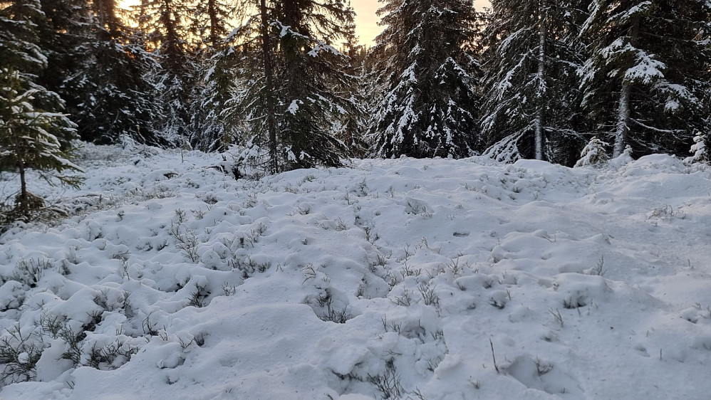 Det var mye elgspor i skogen her