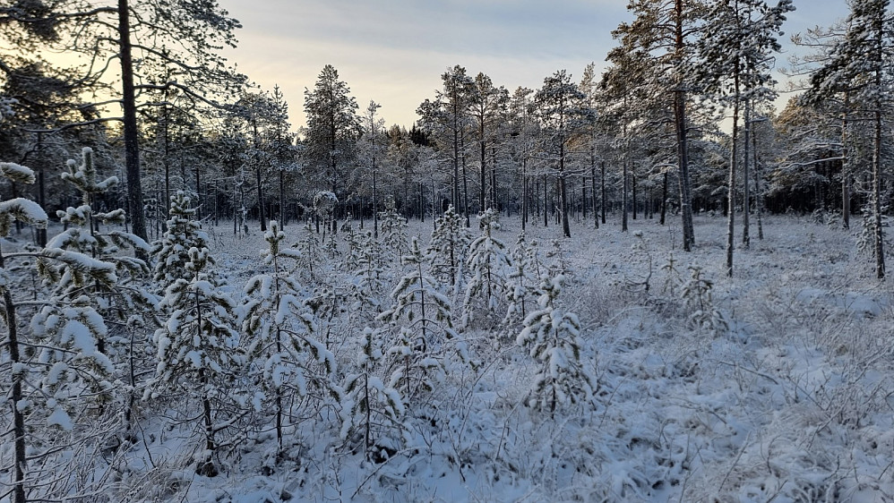 Lett å krysse frossen myr