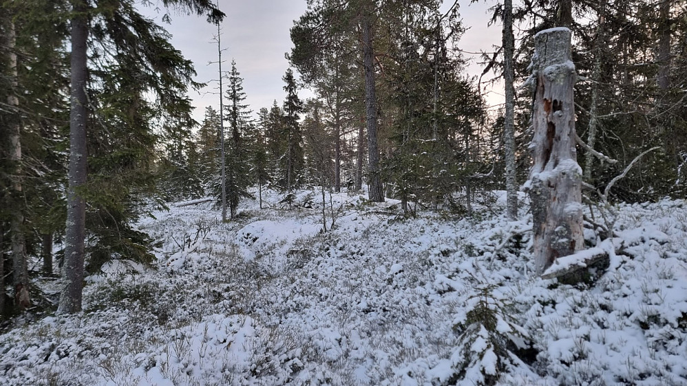 Oppe på ryggen og bort mot høyeste punkt