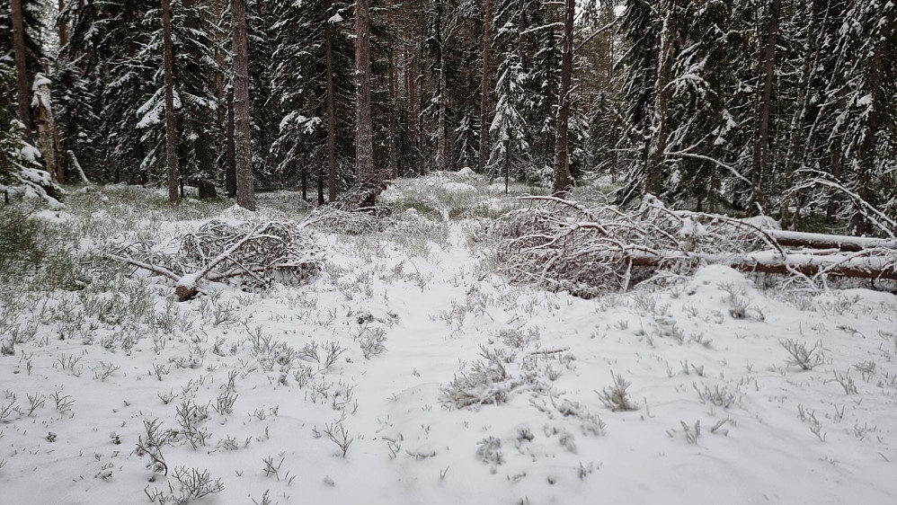 Litt snø gjorde det lyst å fint i skogen