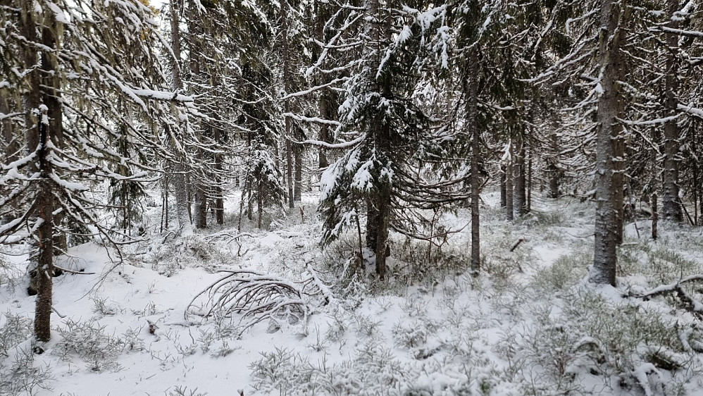 Tett skog på toppen og ikke mulig å si akkurat hvor det høyeste punktet er.