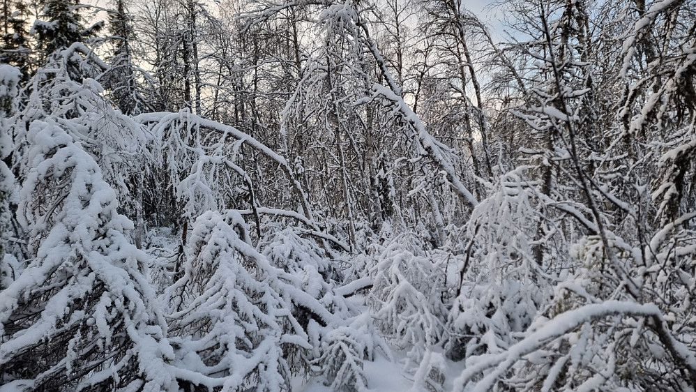 Krevende å gå gjennom skogen noen steder
