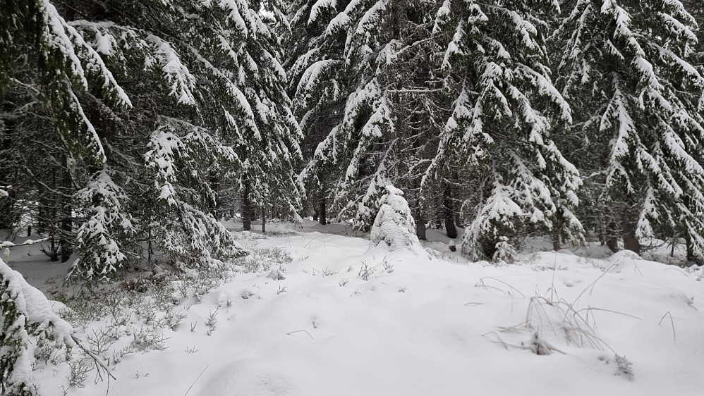 Litt lite snø i terrenget for truger, men litt for mye til å gå til fots