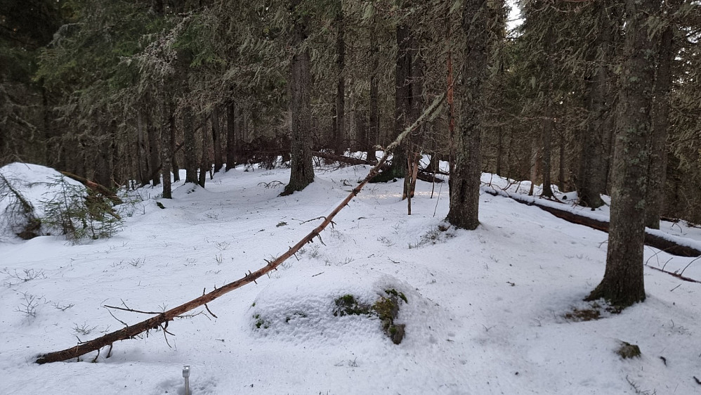 Høyeste punkt på Korsåsen. Jeg har vært her tidligere på sommerføre men har ingen dokumentasjon fra den turen