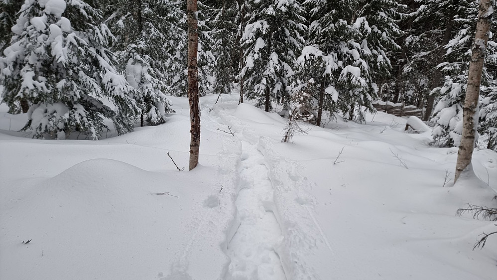 Mye løs snø i skogen nå