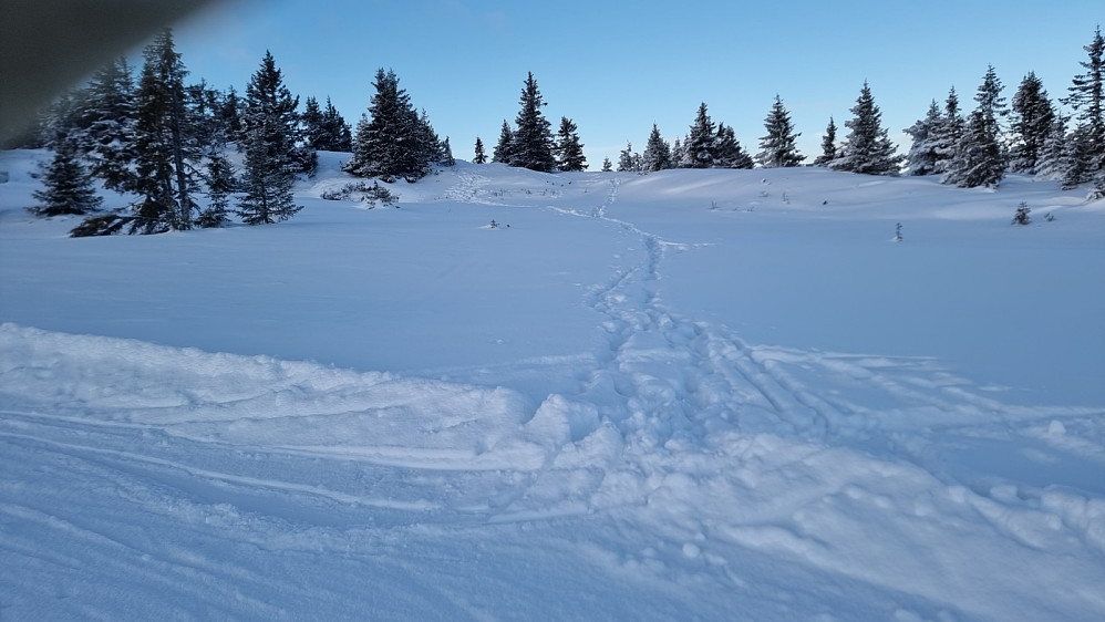Her var det tråkket opp spor, og det gikk rimelig greit å ta seg opp skogen