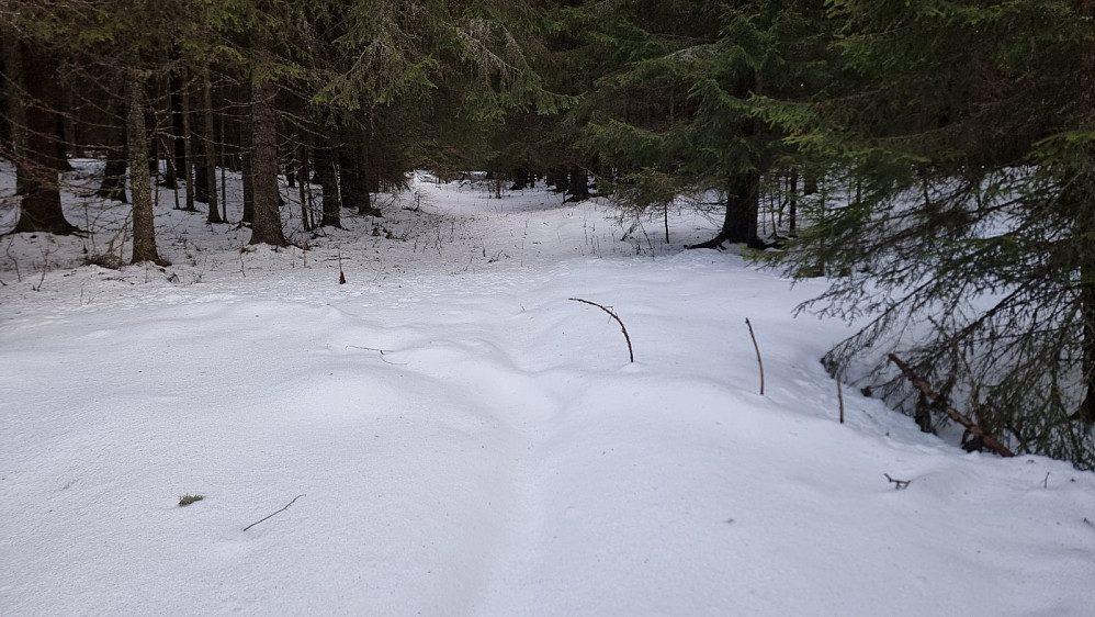 Mot toppen går stien i skogen