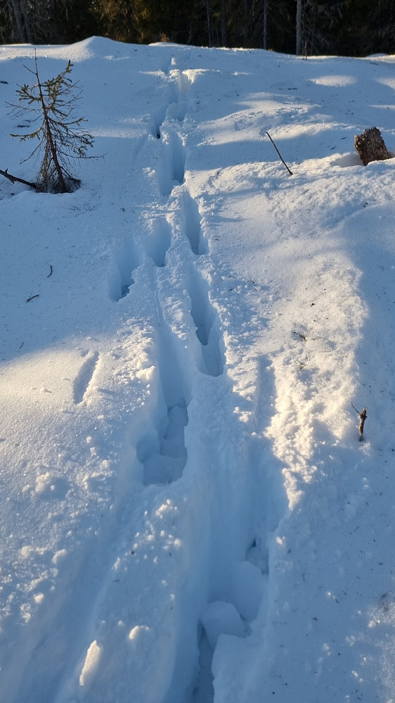 Jeg skremte opp en elg ved toppen, og den tråkket helt til bunns i snøen