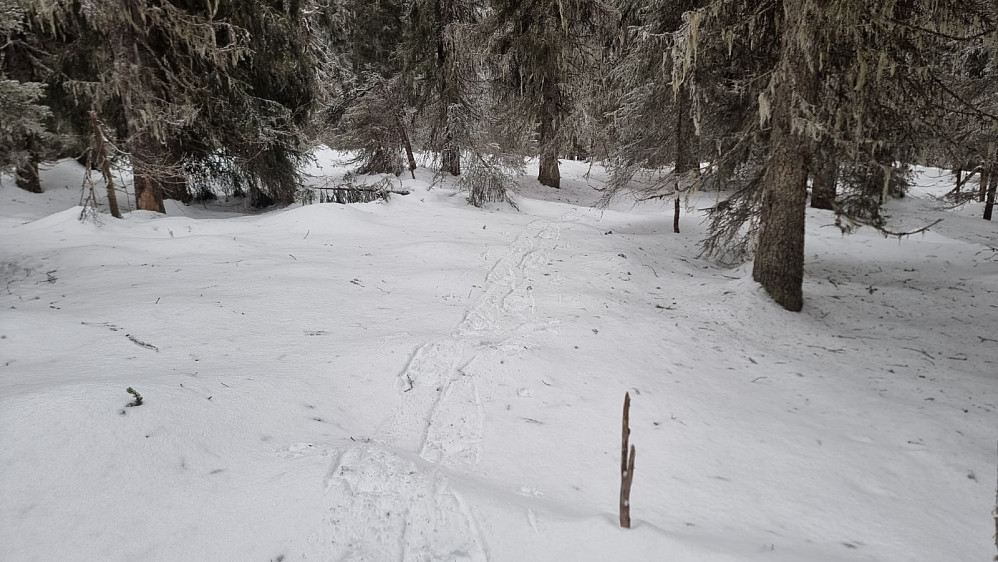 Her oppe var snøen hard og bar veldig bra i skogen, så det ble en ganske lett tur i dag