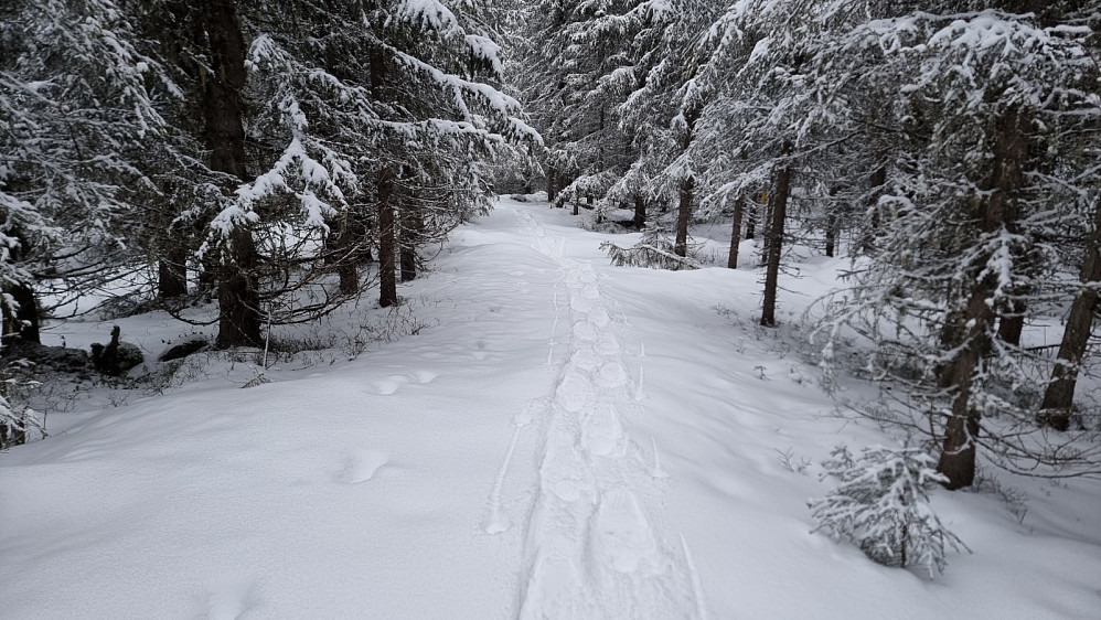 Jeg tok av på en liten og idyllisk skogsvei hvor snøen bar bra