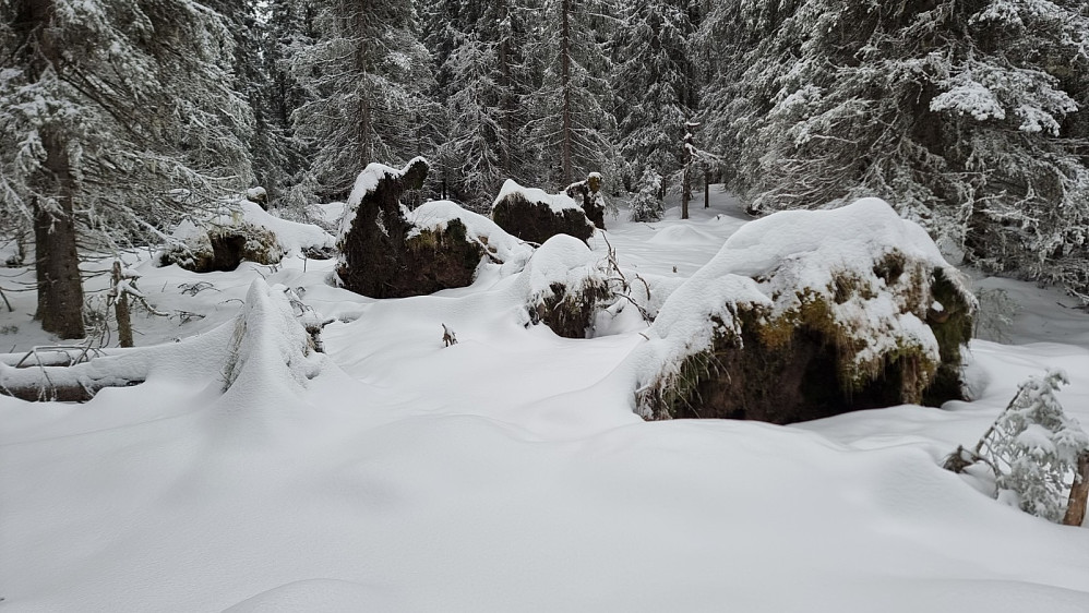Midt inne i skogen var det slått ned 8 trær, antagelig av et lokalt vind fenomen
