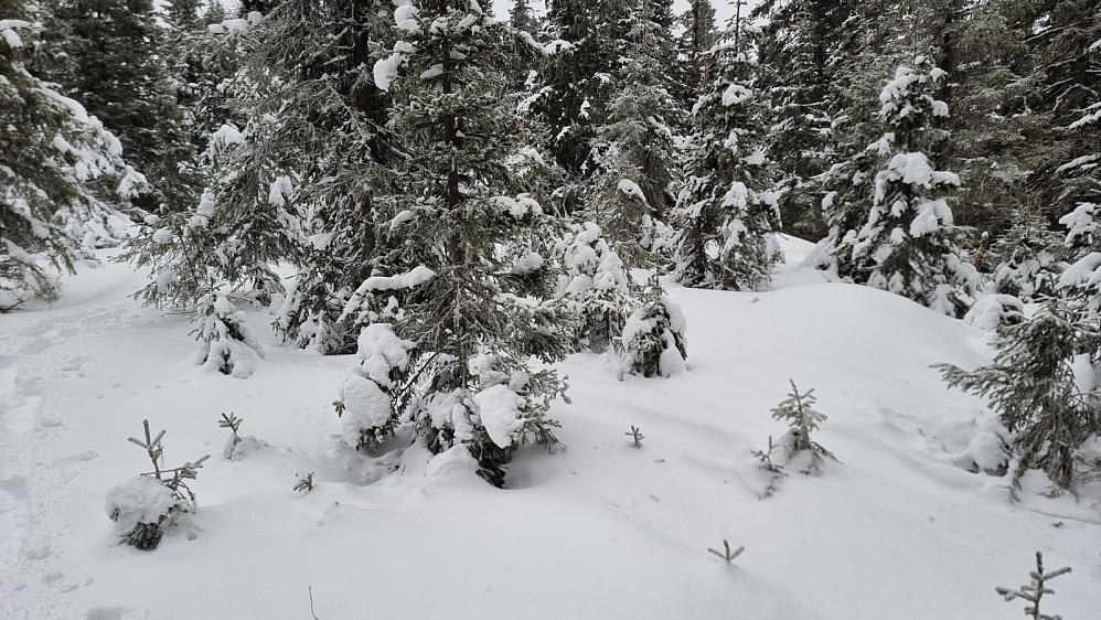 Urørt snø på toppen av Sjoghaugen