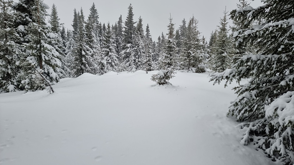Urørt snø også på toppen av Vivelsjøenga