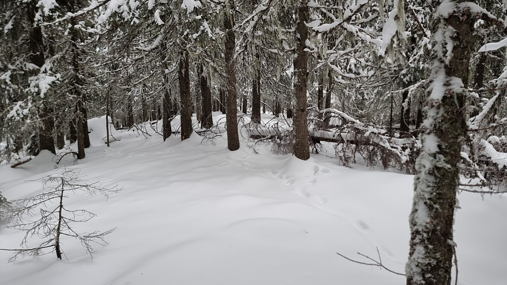 Dette ble mitt andre besøk på Korsåsen 745 i vinter