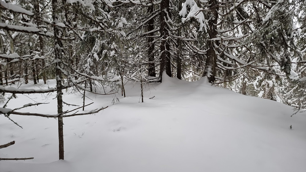Høyeste punkt på Granberghøgda
