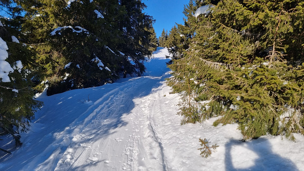 Jeg tok av preparert løype og gikk tråkket spor opp skogen mot fjellet
