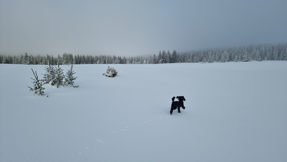 Tåke når vi startet på Nordseter