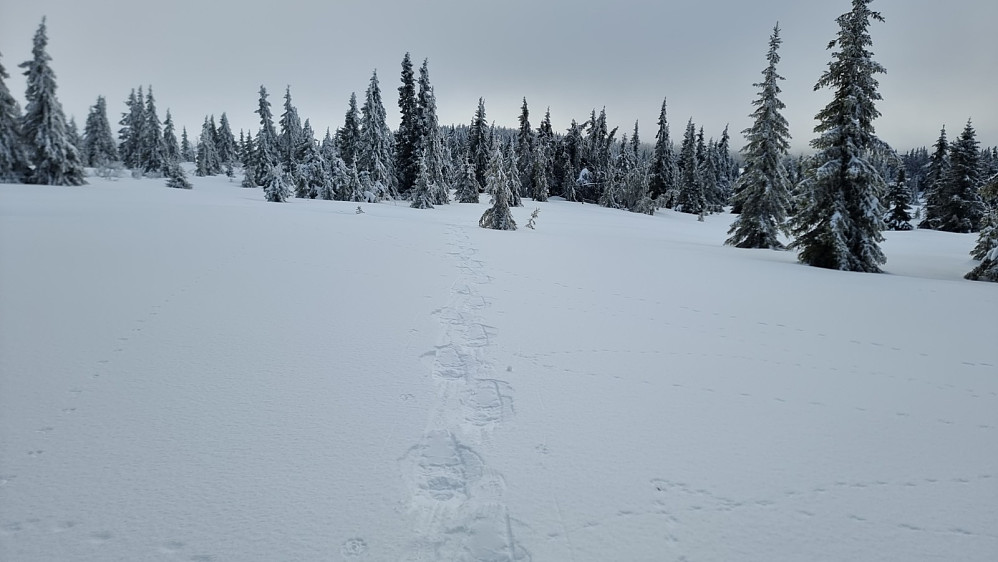 Eventyrlig fint å gå i skogen i dag