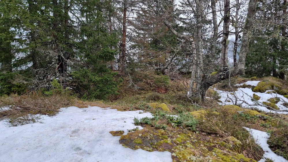 Høyetse punkt på Øvre Maurås