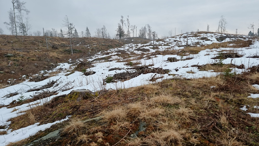 Siste biten gikk gjennom et hogstfelt som heldigvis var ganske bart for snø