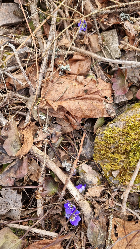 Også her dukket det opp blomster