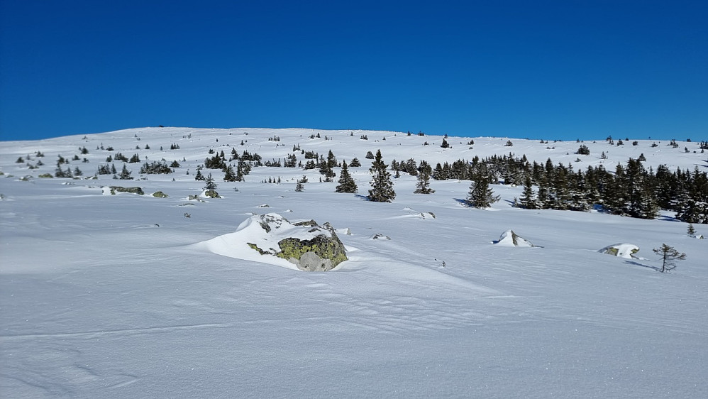 Da kom vi ut av skogen og startet opp fjellet