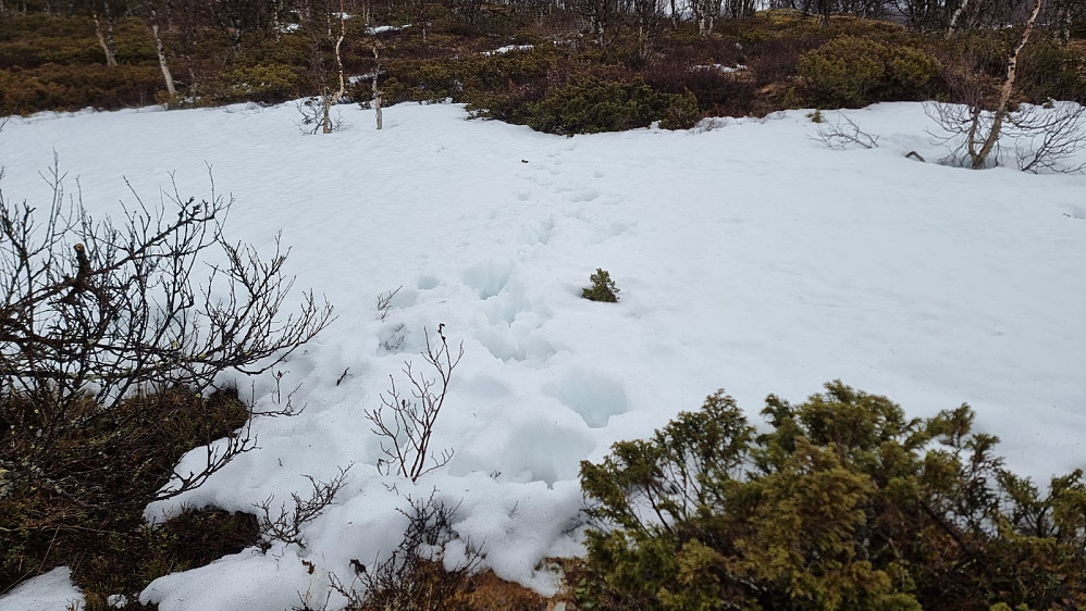 På tur ned igjen var det et par elger som hadde krysset en snøfonne i sporene mine
