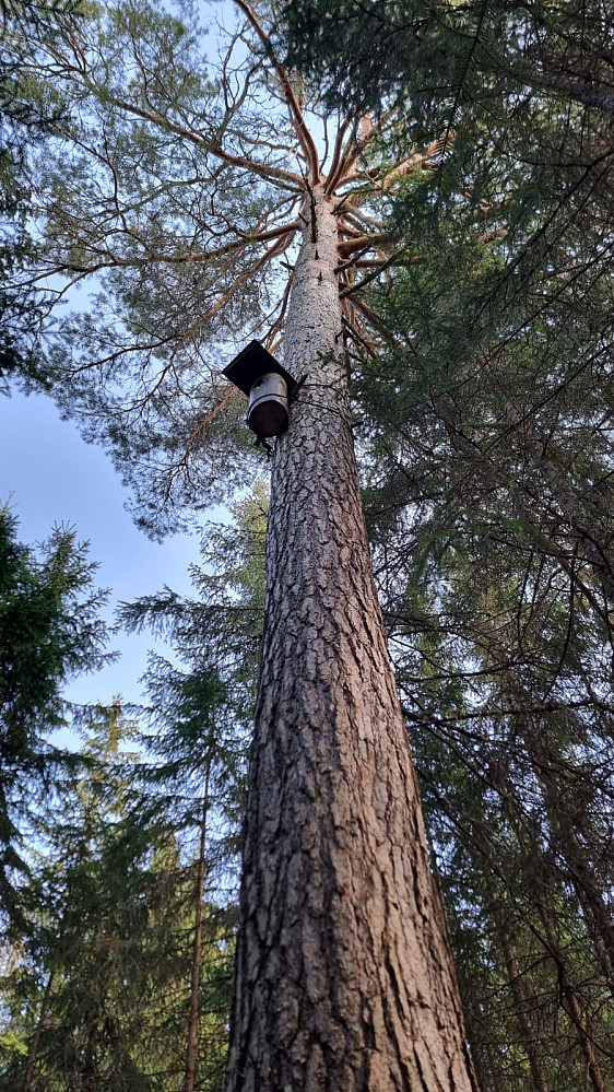 På toppen stod det en diger furu med andekasse
