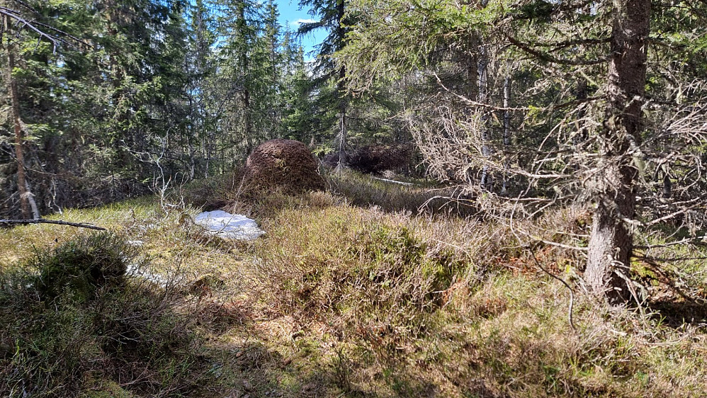 Høyeste punkt på Fløythaugen