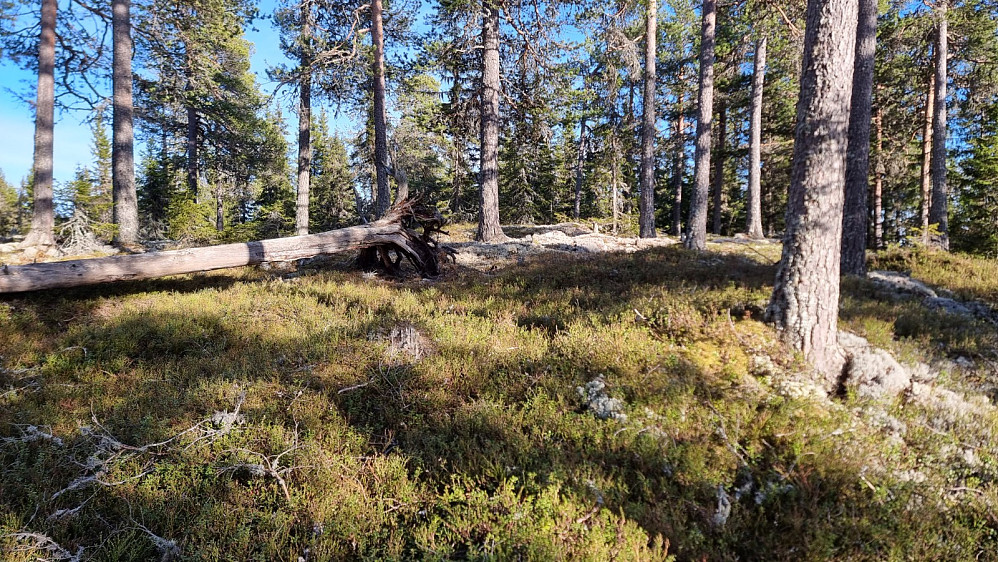 Flatt oppe på toppen