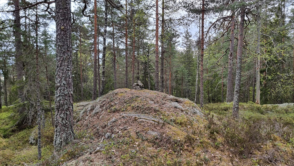 Høyeste punkt på Kinnåsen. Det var ingen sti som gikk til toppen
