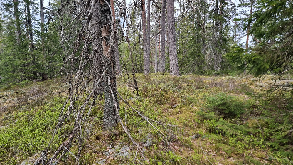Høyeste punkt på Ringkollen