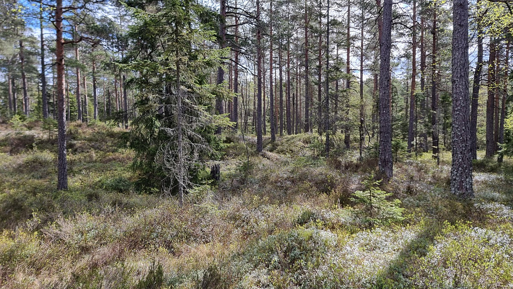 Lett å gå i skogen her
