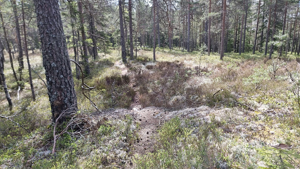 Lengre inn gikk jeg på en velbrukt sti