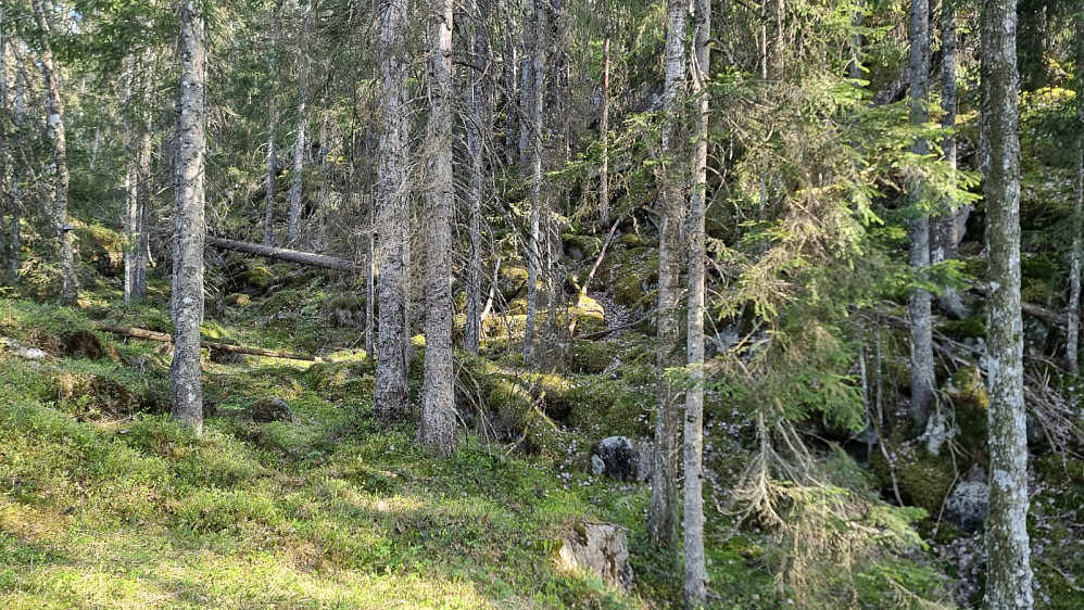Etter hytta ved veis ende, fant jeg ingen sti videre, så det ble å finne sitt eget råk opp