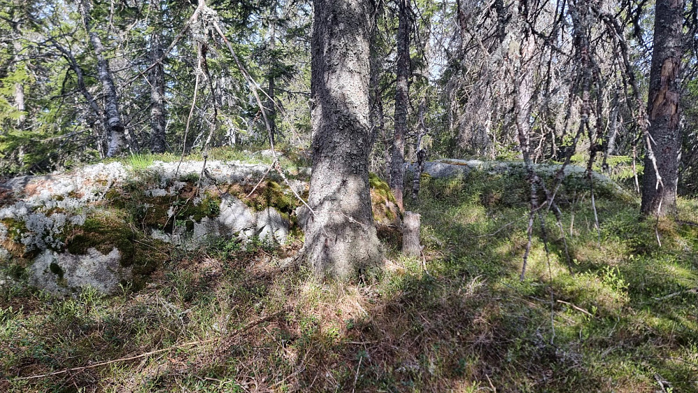 Jeg stakk oppom et par andre små kuler i myra når jeg først var her