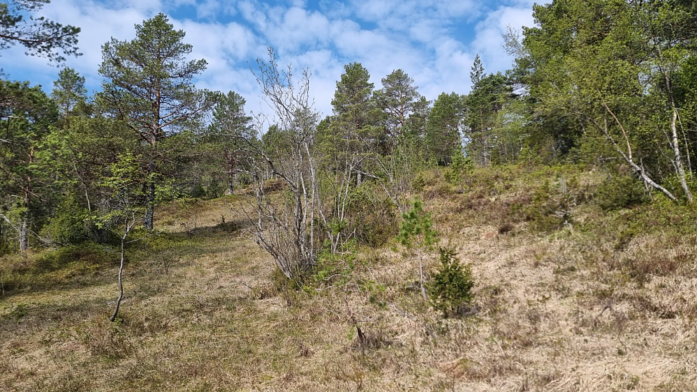 Jeg mistet stien oppe i skogen og gikk derfor mitt eget råk opp