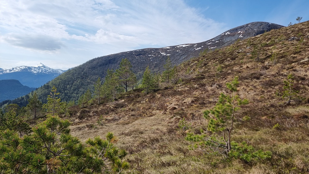 Myk myr gjorde det tungt å gå over skoggrensa