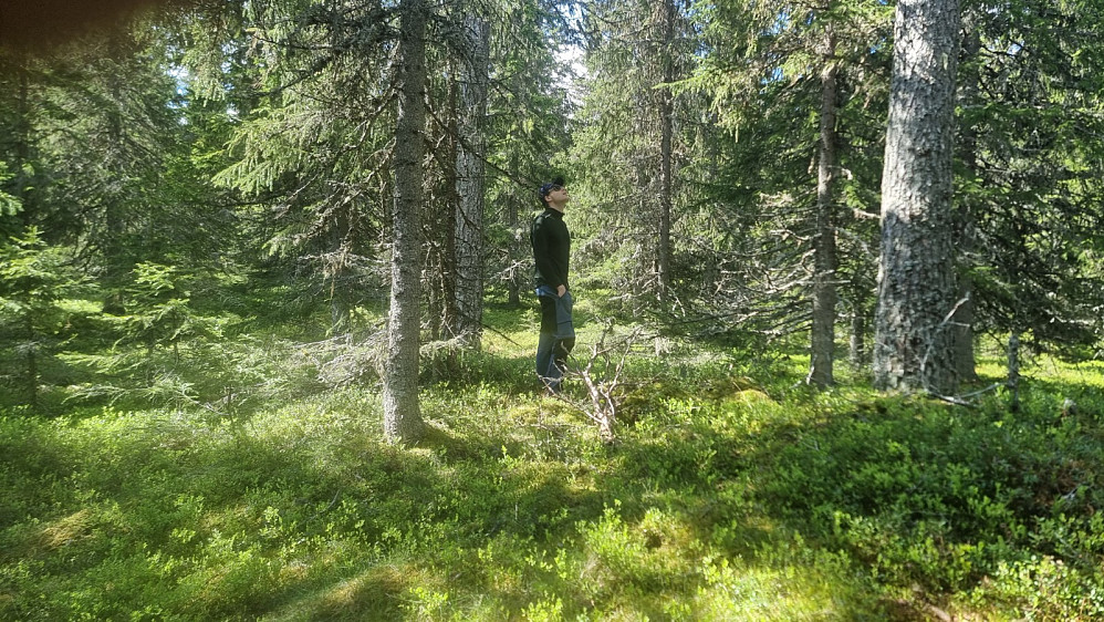 Vi kjørte inn en kjerrevei så langt det var hensiktsmessig, og tok beina fatt siste biten bort til toppen