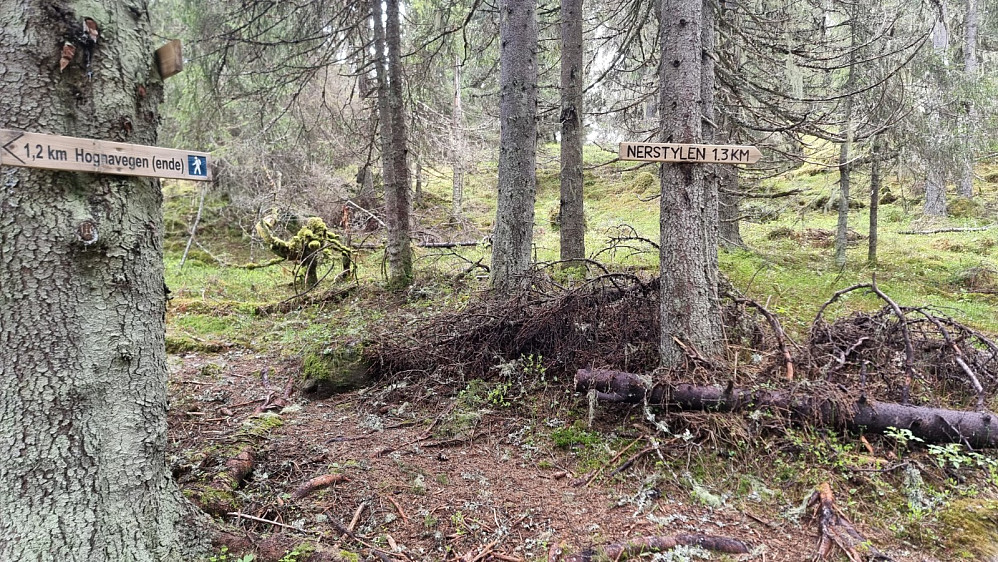 Her delte stien seg, men jeg fortsatte rett frem i terrenget
