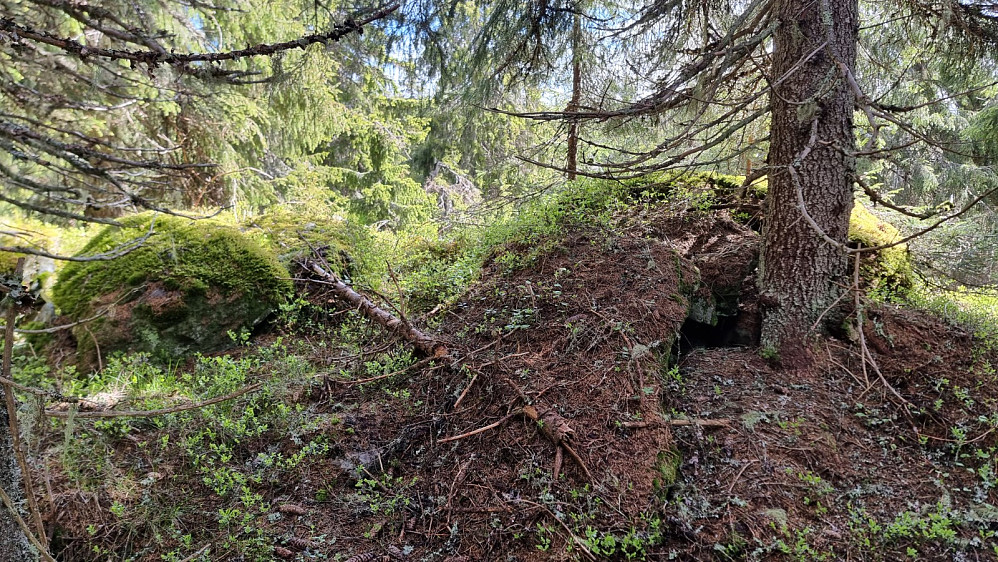 Høyeste punkt på Kroktjernhaugen. Ingen utsikt fra toppen