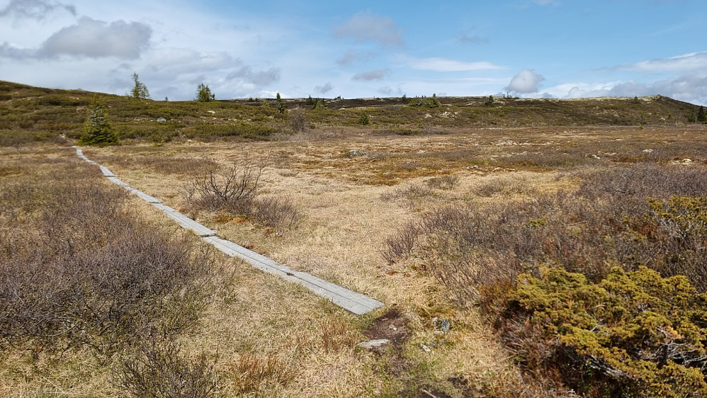 Tilrettelagt for tørrskodd kryssing av myra