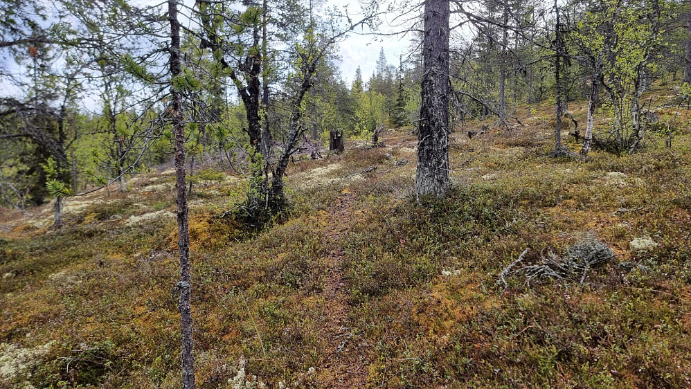 Hovedstien startet litt i feil retning, så jeg tok en annen tydelig sti som gikk mer i retningen jeg skulle. Den ble fort utydelig, og da ble det å gå sitt eget råk