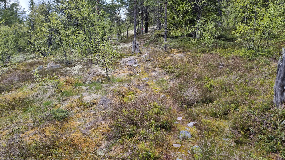 Jeg startet på en litt urydelig sti som tok meg opp til en tydelig og merket sti