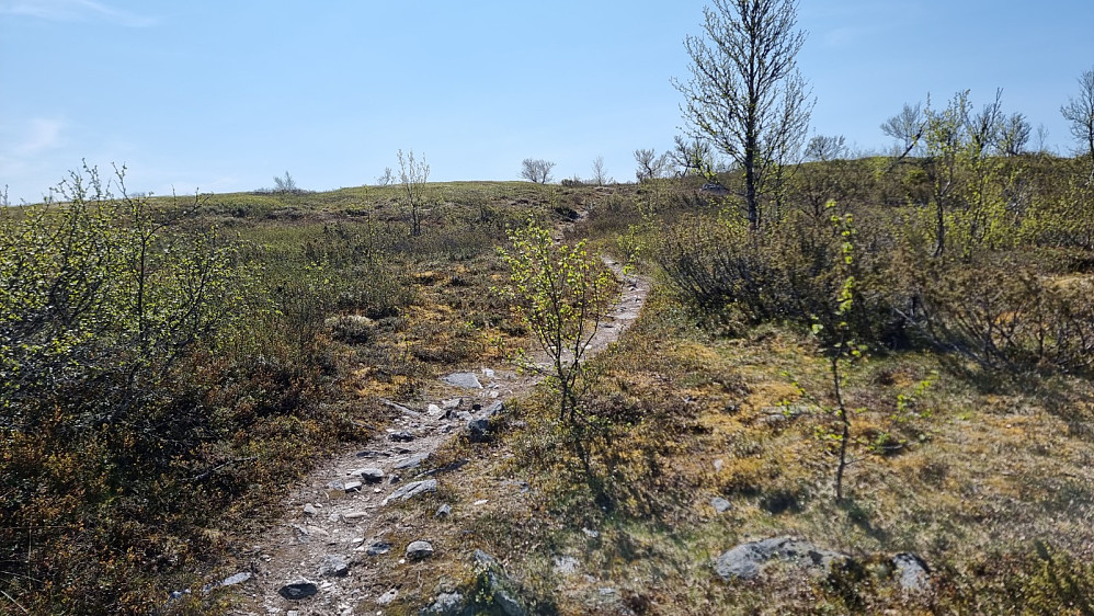 Jeg måtte av sykkelen noen ganger opp skogen, med syklet greit opp. Oppe på fjellet ble det veldig lettsyklet