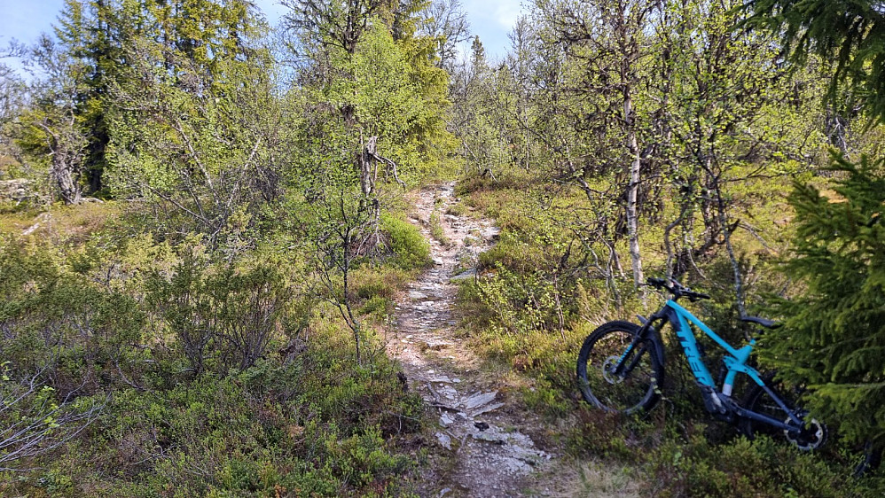Etter en snau kilometer parkerte jeg sykkelen, da stien ble bratt opp skogen