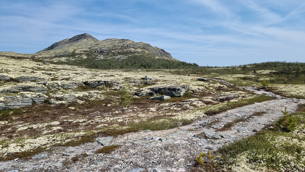 Oppe av skogen fikk jeg fri sikt opp på toppen. Hadde jeg trillet sykkelen opp skogen, kunne jeg ha syklet et godt stykke lengre inn